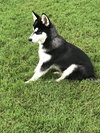 Mako
