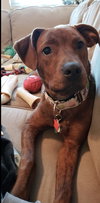 Hazel
