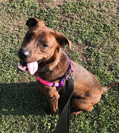 Hazel