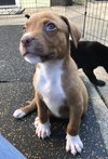 Hugo