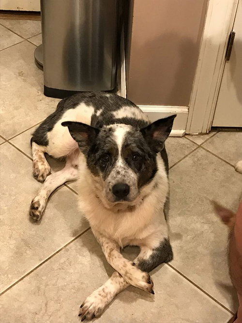 Chester