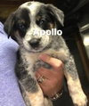 Apollo