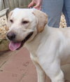 Hudson