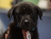 Scout