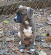Gracie