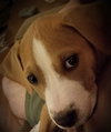 Greta