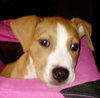 Greta