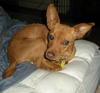 Kanga