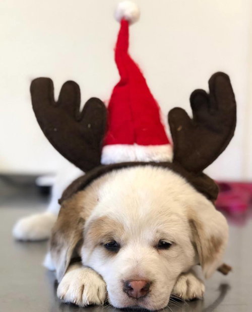 Sammy