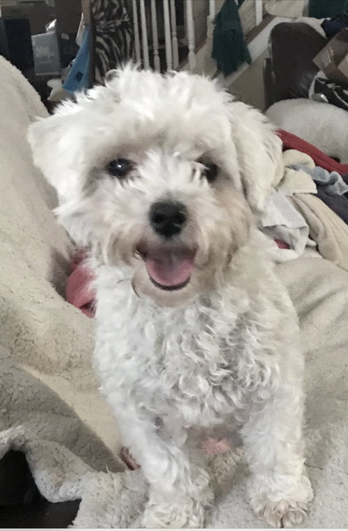 Sofie