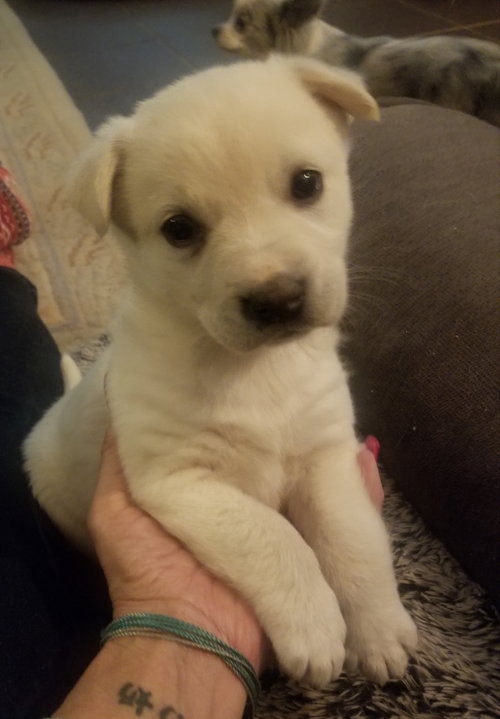 Snowball