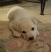 Snowball