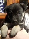 Sheba