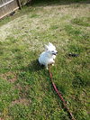 Freya Fluffermutter Fancypants