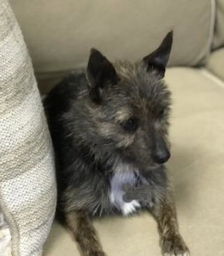coco