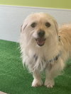 Frankie-Courtesy Listing