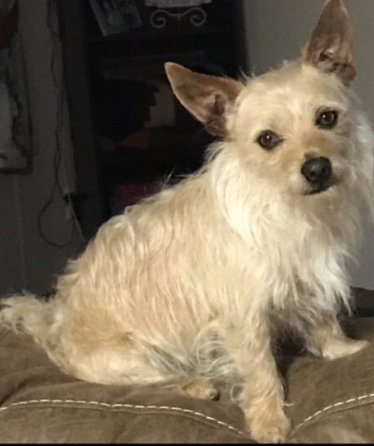Frankie-Courtesy Listing