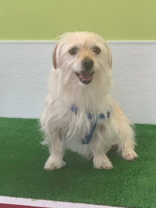 Toby-Courtesy Listing