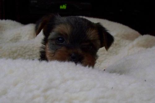 Tilly