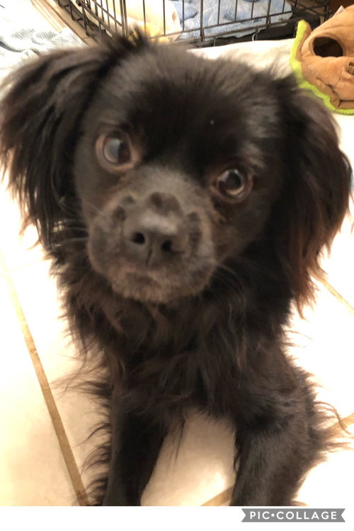 Louie
