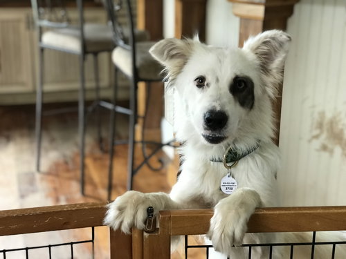 Bandit