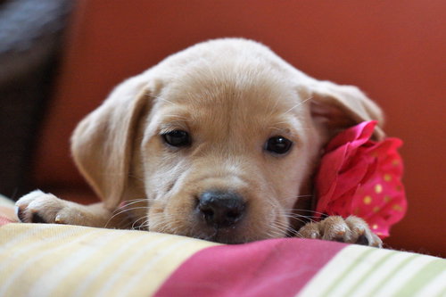 Gidget