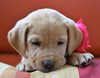 Gidget