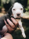 Mowgli