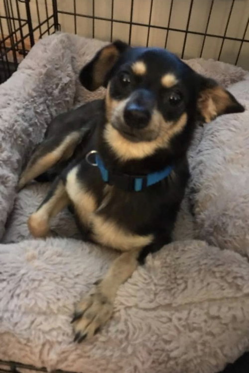 Lulu