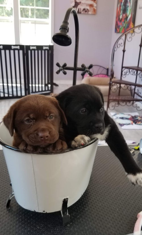 Kohl