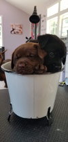Kohl