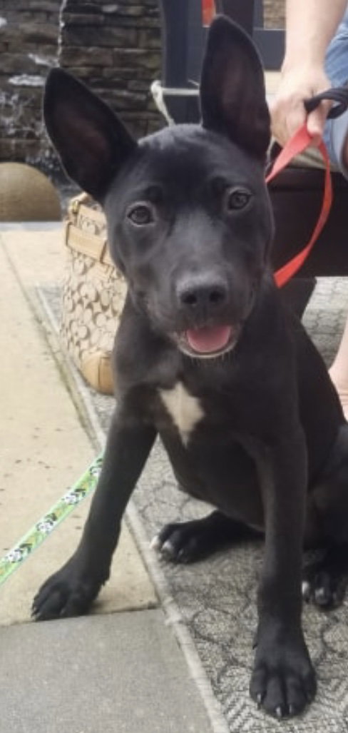Lila