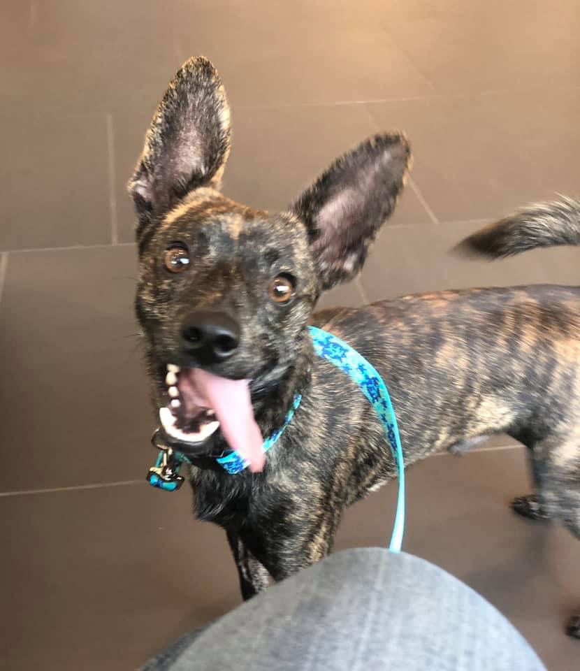 Brindle rat 2024 terrier mix