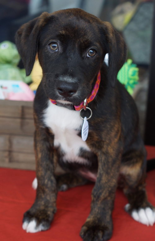Nyla