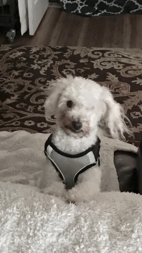 Sammie