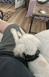 Sammie
