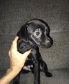 Minnie