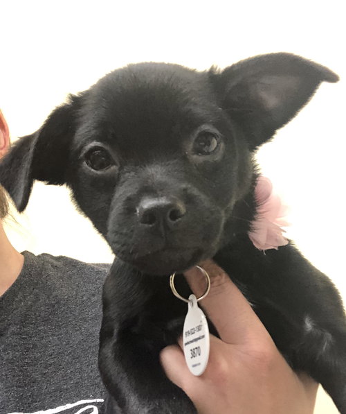 Minnie