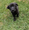 Pippi