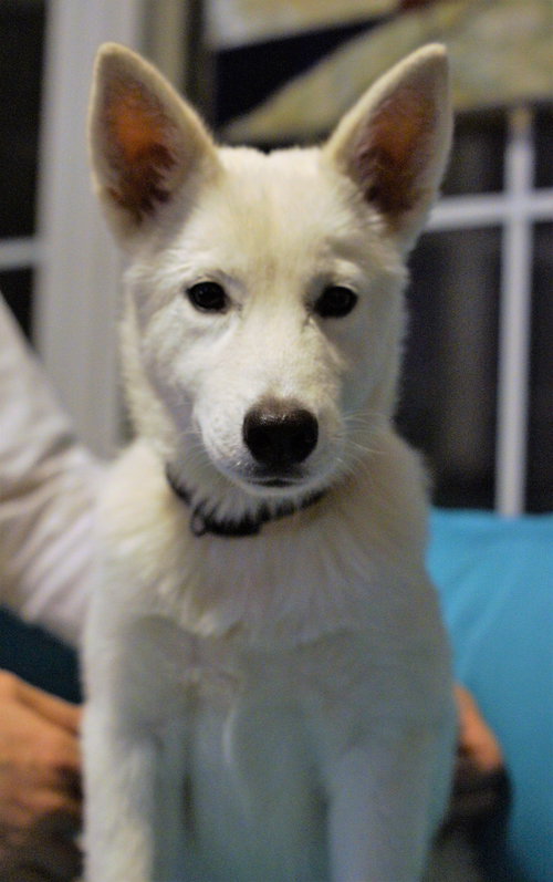 Mischa