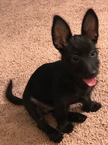Nova