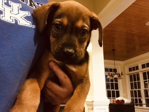 Otis