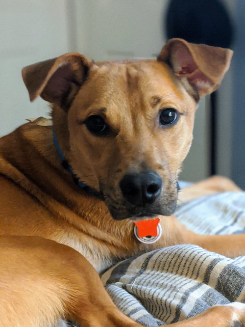 Melo