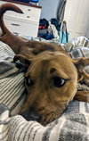 Melo