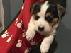 Winston