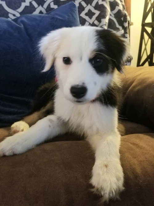 Dottie Donut