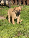 Scooby