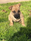 Scooby