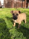 Scooby