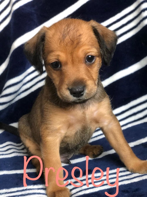 Presley